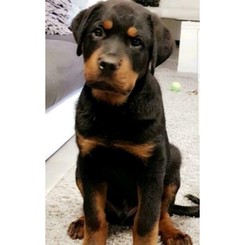 Mooie rottweiler pups te koop.
