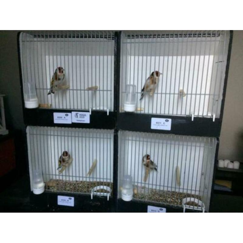 Carduelis Carduelis Major /putter Major aangeboden