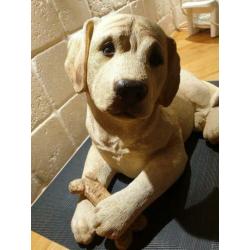 Mooie, net echte labbi/retriever puppy meer dan 20 jaar oud
