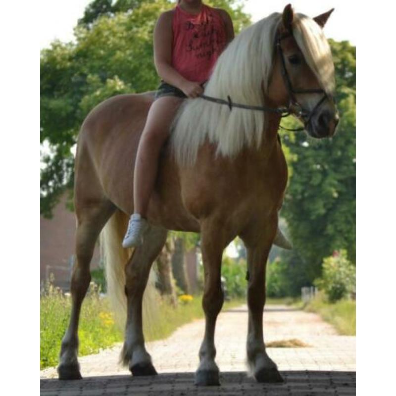 Knappe & lieve haflinger! 12 jaar, stokmaat 1.46