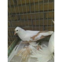 koppel saks duiven mix kleur 10,00pp