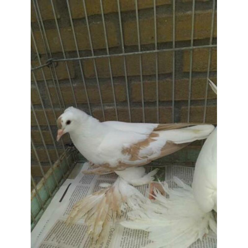 koppel saks duiven mix kleur 10,00pp