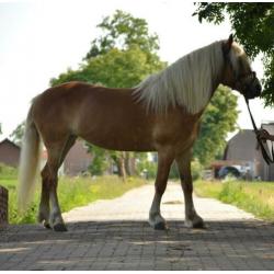 Knappe & lieve haflinger! 12 jaar, stokmaat 1.46