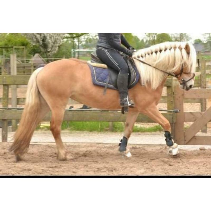 Knappe & lieve haflinger! 12 jaar, stokmaat 1.46