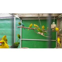 alweer nieuwe vogels