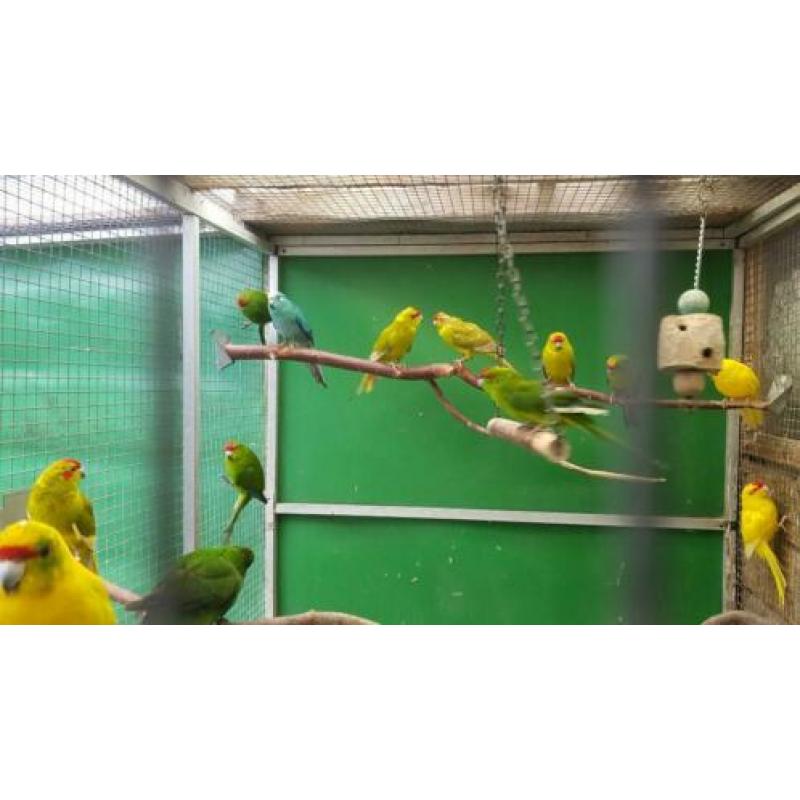 alweer nieuwe vogels