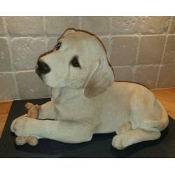 Mooie, net echte labbi/retriever puppy meer dan 20 jaar oud
