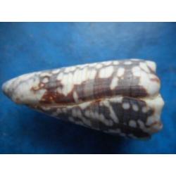 Schelpen: Conus zonatus Hwass finef+ 58,5mm