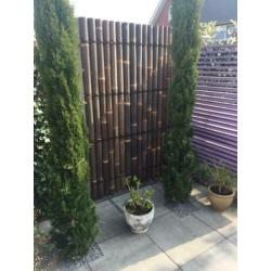 BAMBOE BAMBOO BAMBUS FENCE BAMBOU бамбук BAMBUSZ BAMBÙ BAMBO