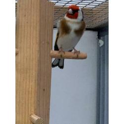 Carduelis Carduelis Major /putter Major aangeboden
