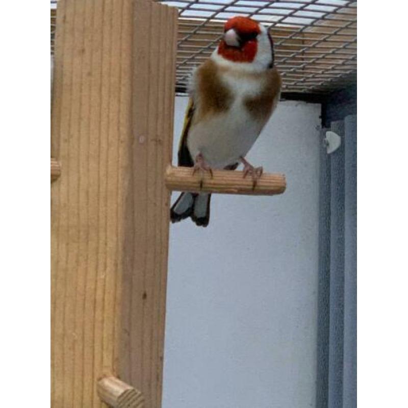 Carduelis Carduelis Major /putter Major aangeboden