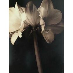 Modern schilderij amaryllis