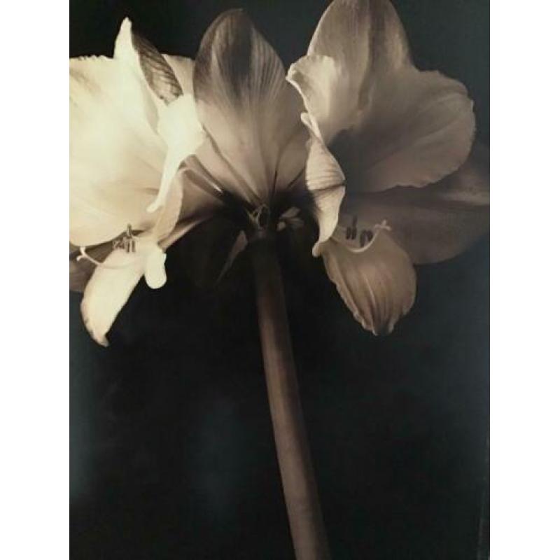 Modern schilderij amaryllis