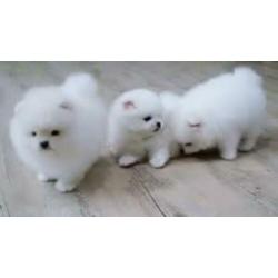 mooi pom pups 4