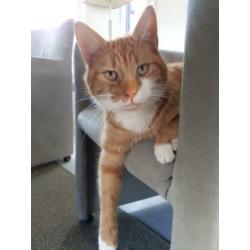Lieve, mooie rode poes