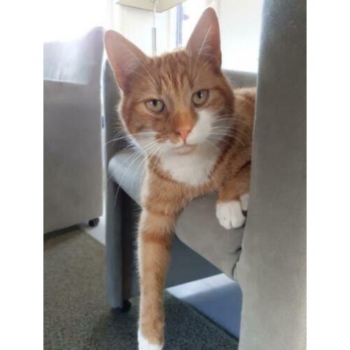 Lieve, mooie rode poes