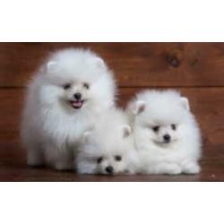 mooi pom pups 4