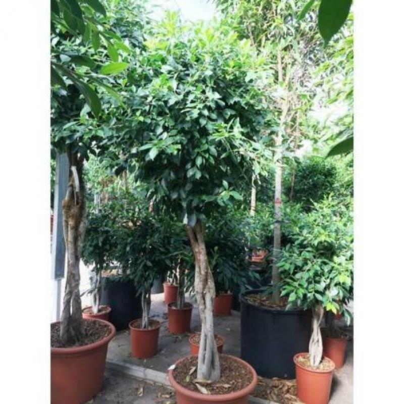 Ficus 'nitida' 440-450cm art51400