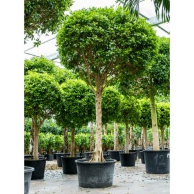 Ficus 'nitida' 440-450cm art51400