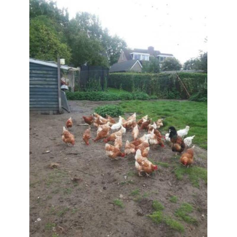 Kippen