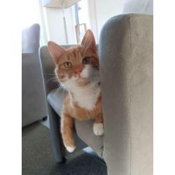 Lieve, mooie rode poes