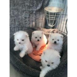 mooi pom pups 4