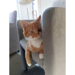 Lieve, mooie rode poes