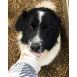 Zachtaardige knappe reu LOGAN, middelmaatje gecastreerd