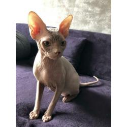 Prachtige Sphynx kater/kitten 6 manden