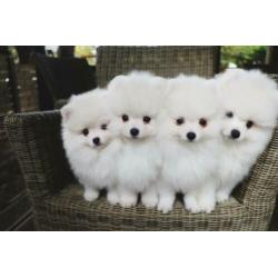 mooi pom pups 4