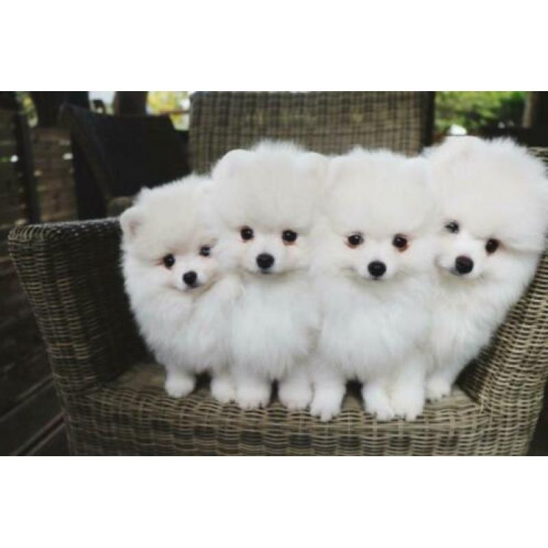 mooi pom pups 4
