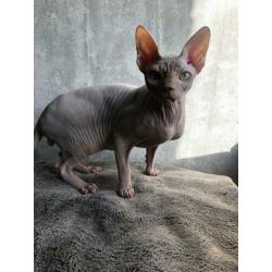 Prachtige Sphynx kater/kitten 6 manden