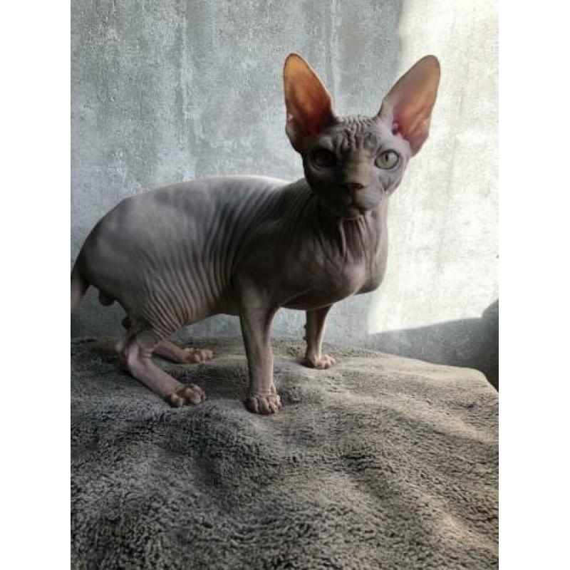 Prachtige Sphynx kater/kitten 6 manden