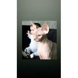Prachtige Sphynx kater/kitten 6 manden