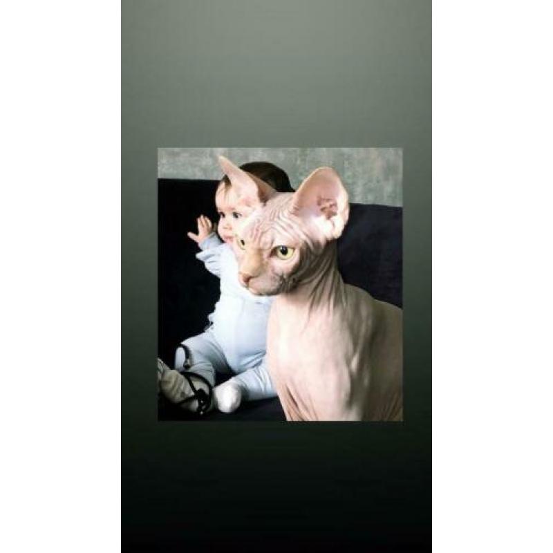 Prachtige Sphynx kater/kitten 6 manden