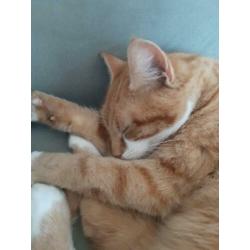 Lieve, mooie rode poes