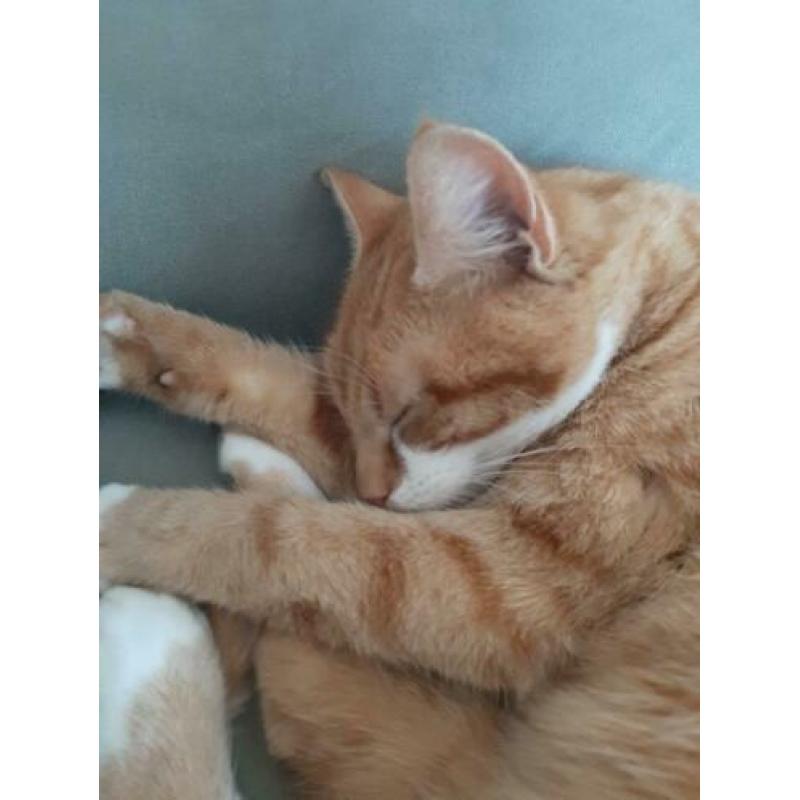 Lieve, mooie rode poes