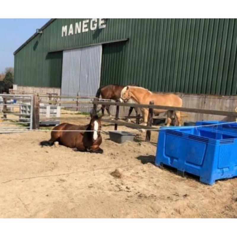 Stal Oostzaan binnenkort enkele boxen beschikbaar...