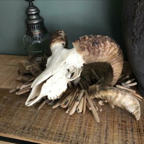 Rams schedel