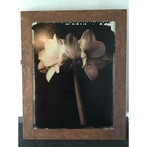 Modern schilderij amaryllis