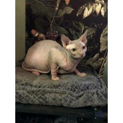 Prachtige Sphynx kater/kitten 6 manden