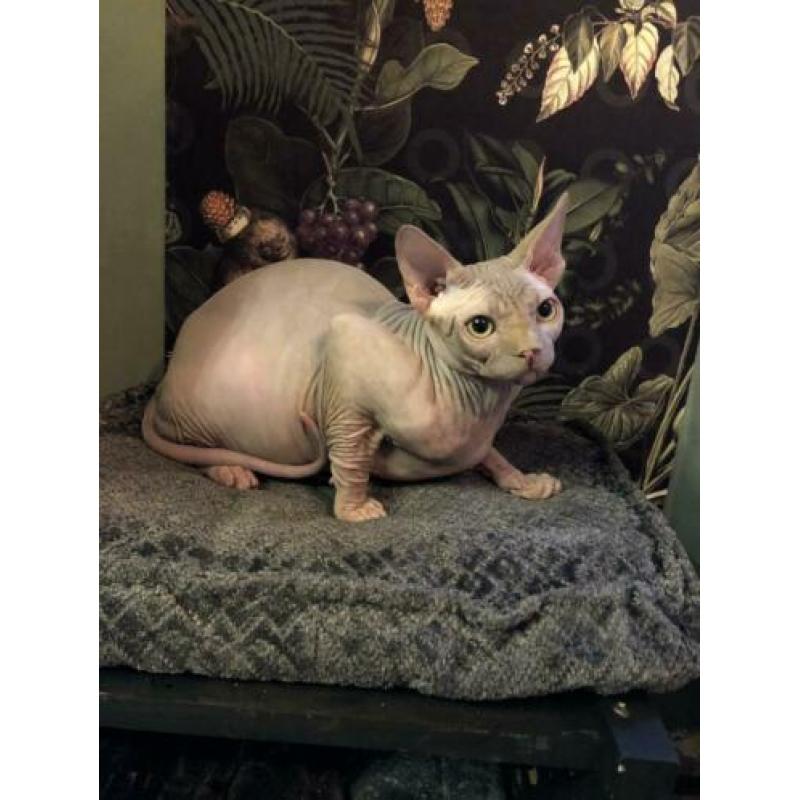Prachtige Sphynx kater/kitten 6 manden
