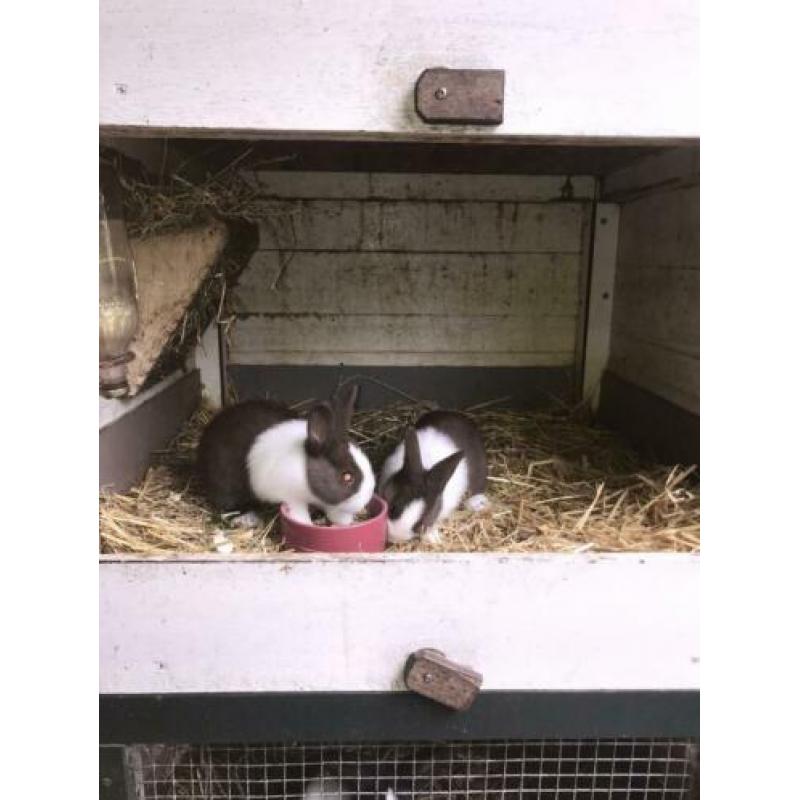 Te koop 2 mooie jonge bruine hollandertjes