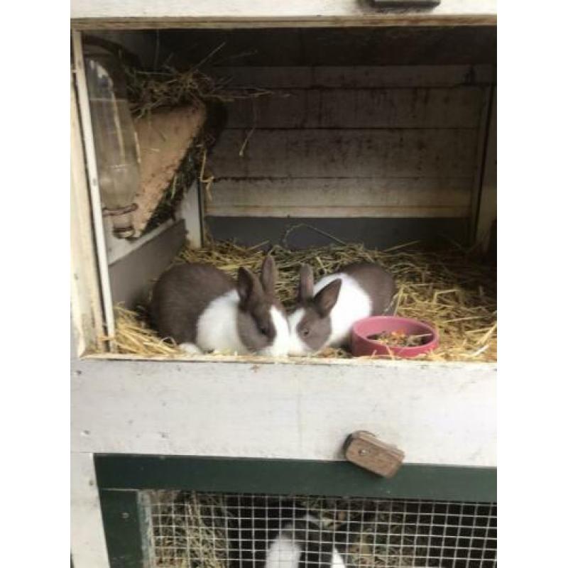 Te koop 2 mooie jonge bruine hollandertjes