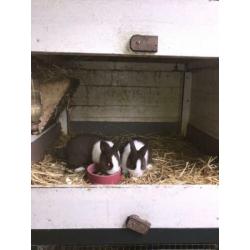 Te koop 2 mooie jonge bruine hollandertjes