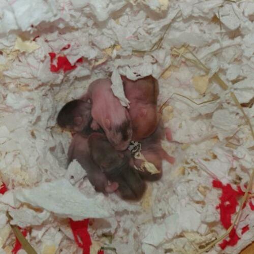 Baby Campbelli hamsters