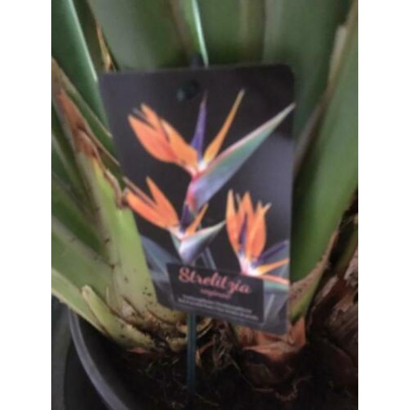 Prachtige Strelitzia Reginae, vol in knop!