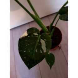 Monstera variegata thai constellation