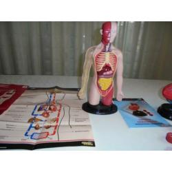 Cardiologie set Humane wetenschappen