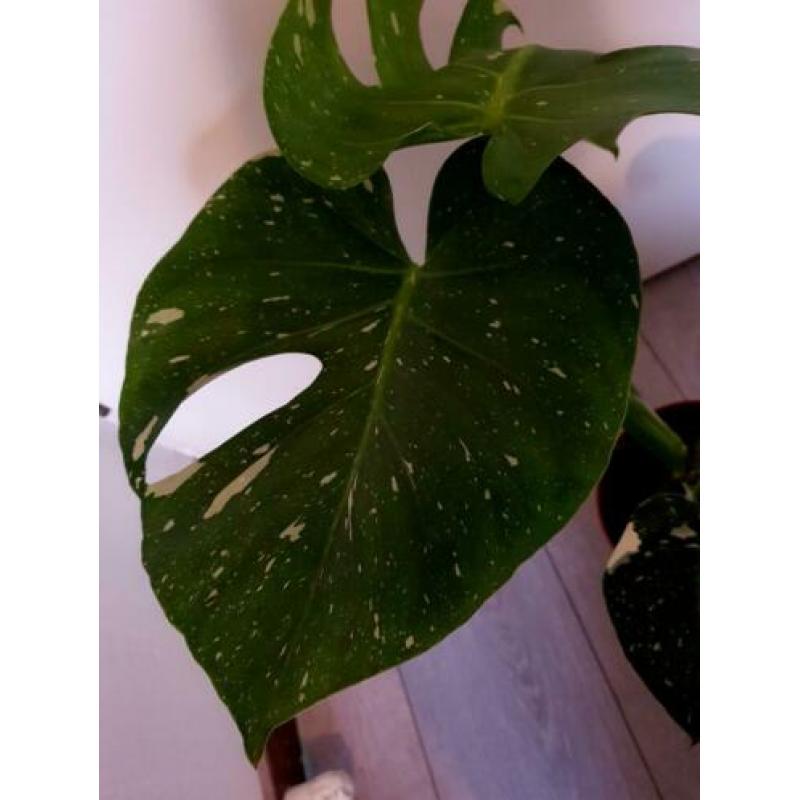 Monstera variegata thai constellation